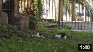 I GATTI, GUARDIANI SILENZIOSI DI ROMA